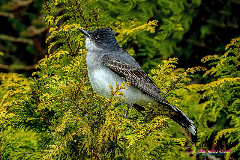 Eastern Kingbird 110
