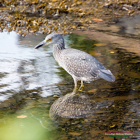 Yellow-crowned Night Heron 12