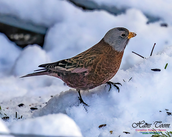 Grey-crowned Rosy Finch 352