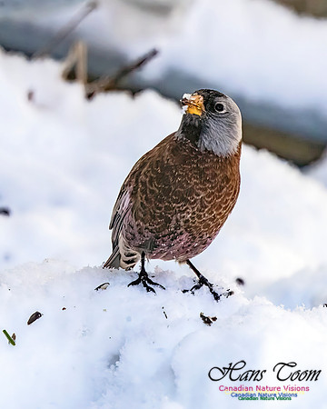 Grey-crowned Rosy Finch 350
