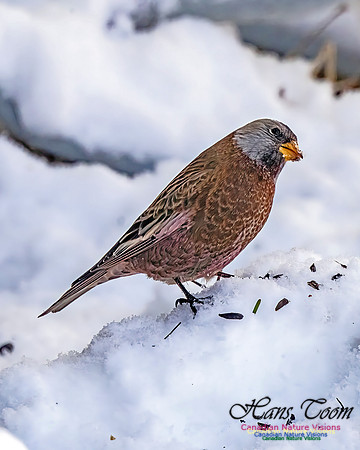Grey-crowned Rosy Finch 356