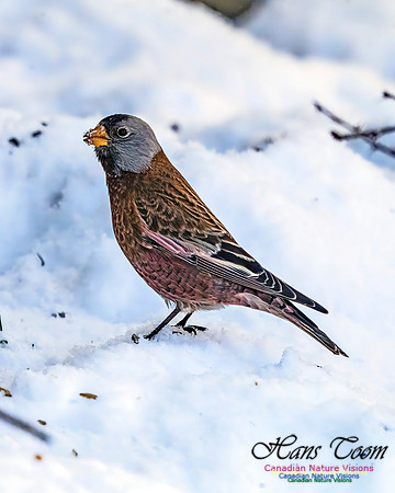 Grey-crowned Rosy Finch 357