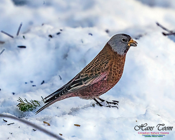 Grey-crowned Rosy Finch 358