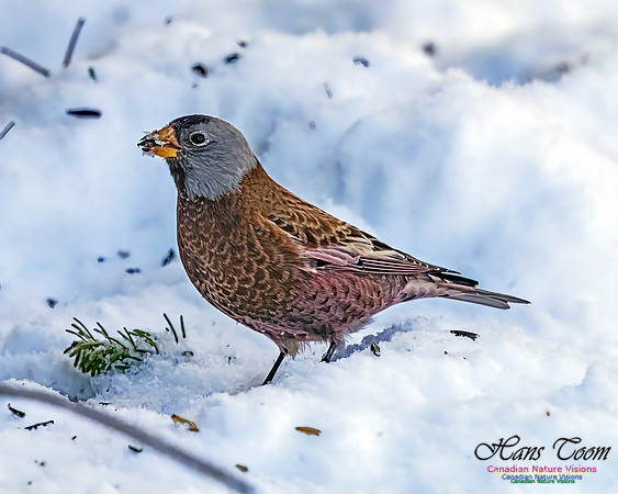 Grey-crowned Rosy Finch 359