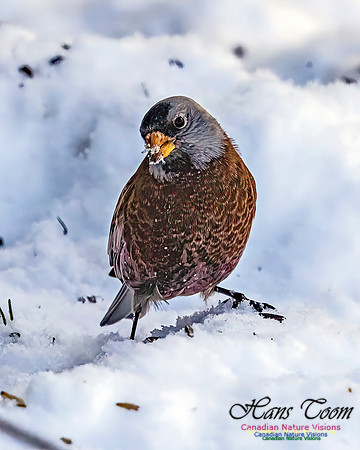 Grey-crowned Rosy Finch 360