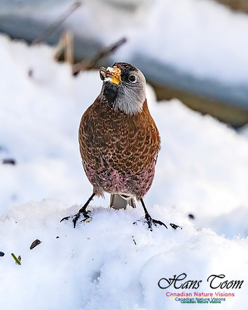 Grey-crowned Rosy Finch 351