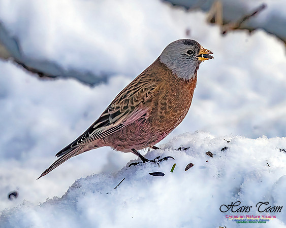 Grey-crowned Rosy Finch 353