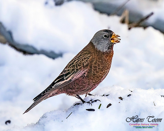 Grey-crowned Rosy Finch 355
