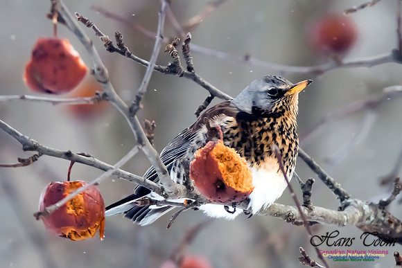 Fieldfare