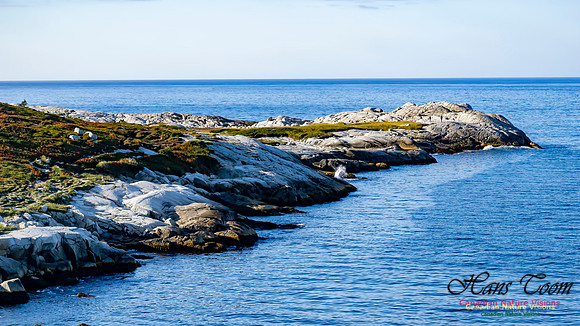 Another Morning Stroll on the Coastal Barrens 124
