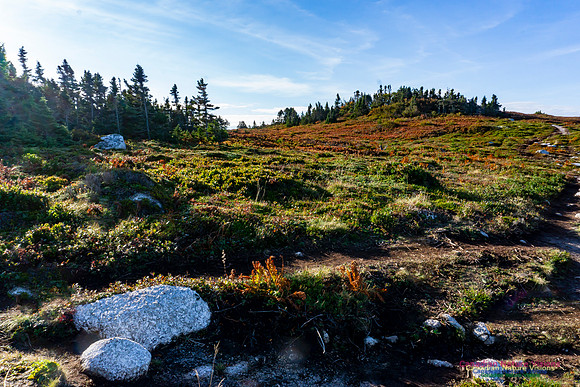 Another Morning Stroll on the Coastal Barrens 123