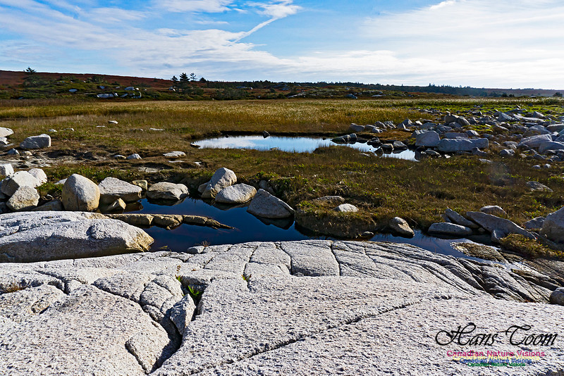 Another Morning Stroll on the Coastal Barrens 109