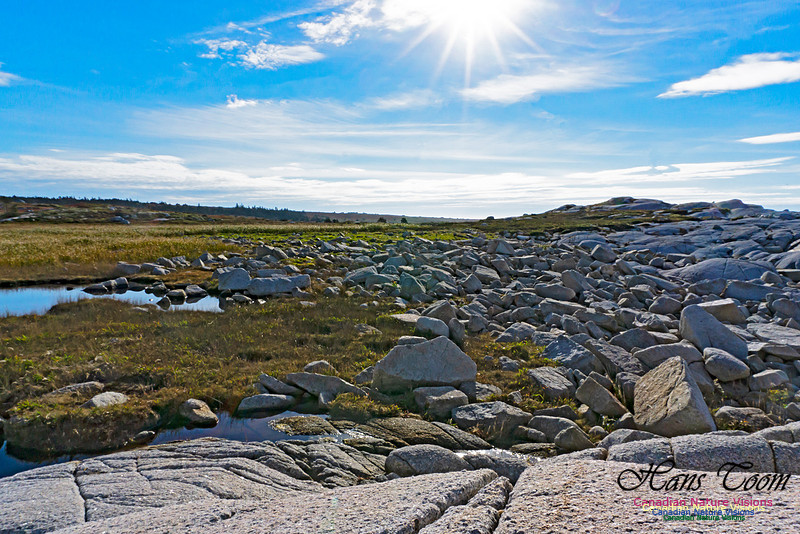 Another Morning Stroll on the Coastal Barrens 110