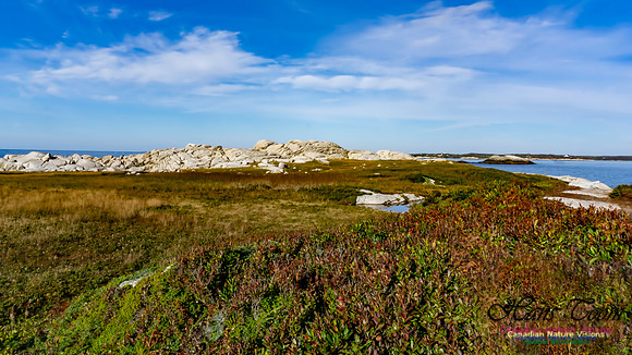Another Morning Stroll on the Coastal Barrens 117