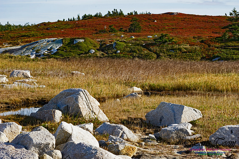 Another Morning Stroll on the Coastal Barrens 113