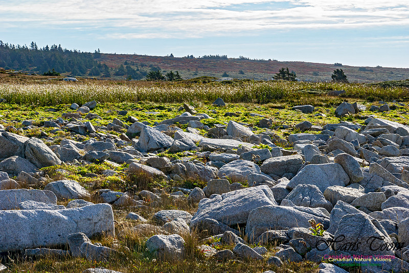 Another Morning Stroll on the Coastal Barrens 116
