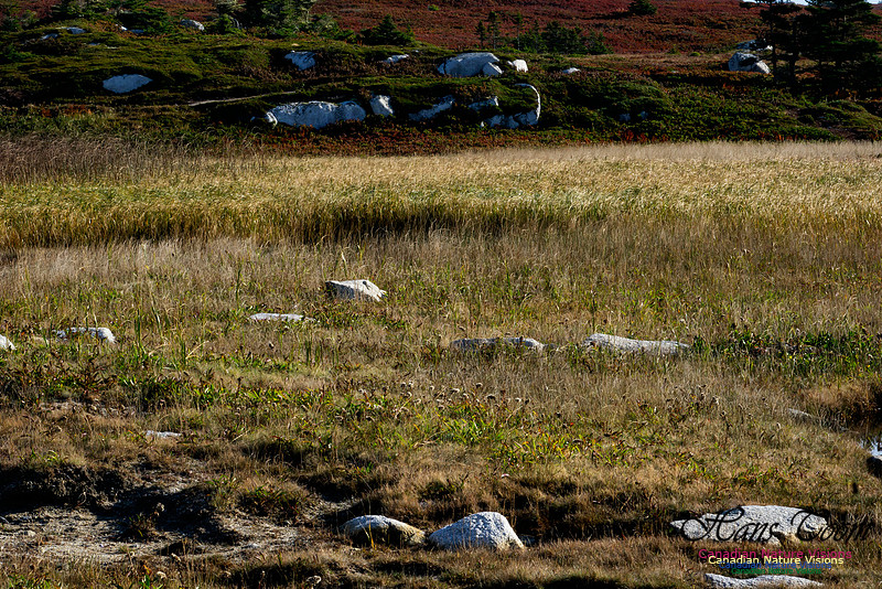 Another Morning Stroll on the Coastal Barrens 114