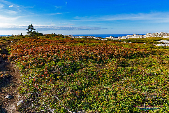 Another Morning Stroll on the Coastal Barrens 120
