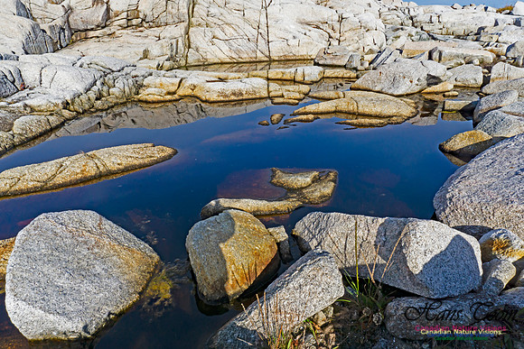 Another Morning Stroll on the Coastal Barrens 105