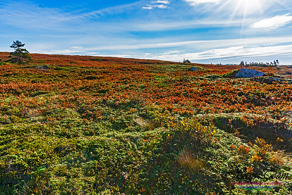 Another Morning Stroll on the Coastal Barrens 121