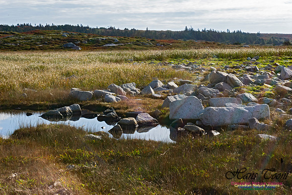 Another Morning Stroll on the Coastal Barrens 106