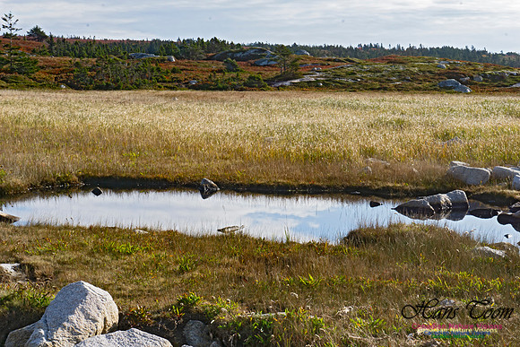 Another Morning Stroll on the Coastal Barrens 107