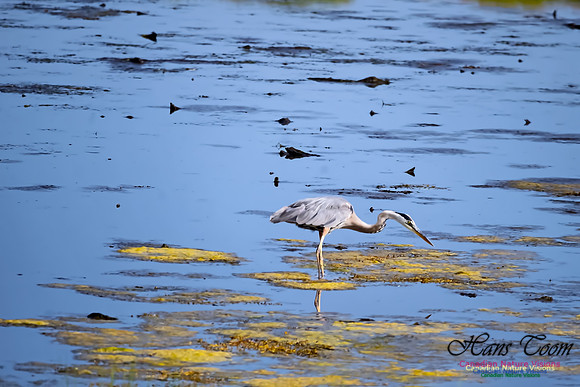 Great Blue Heron 101