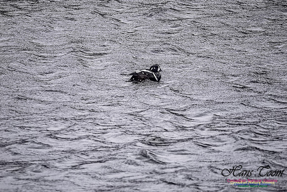 Harlequin Duck 105