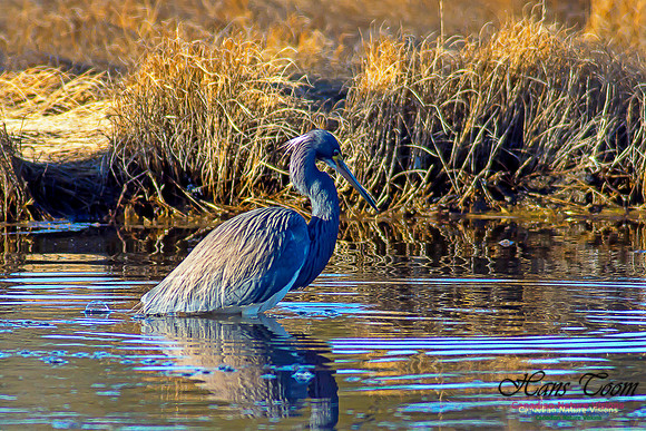 Tricoloured Heron 30