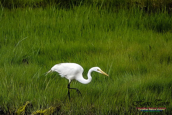 Great Egret 415