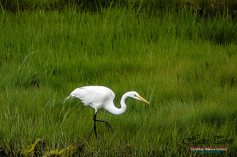 Great Egret 415