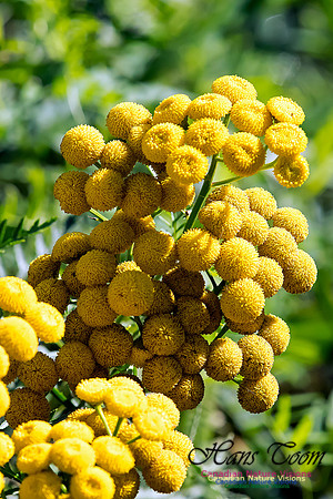 Tansy