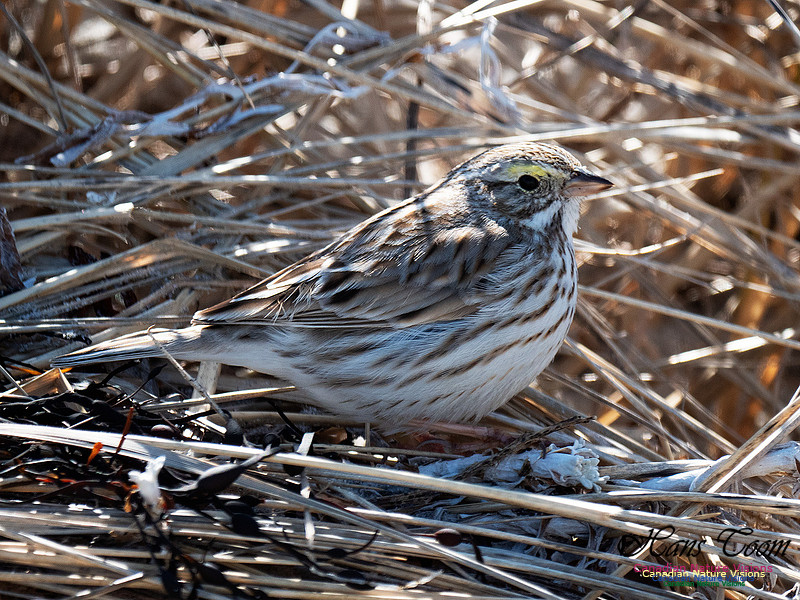 Ipswich Sparrow 3
