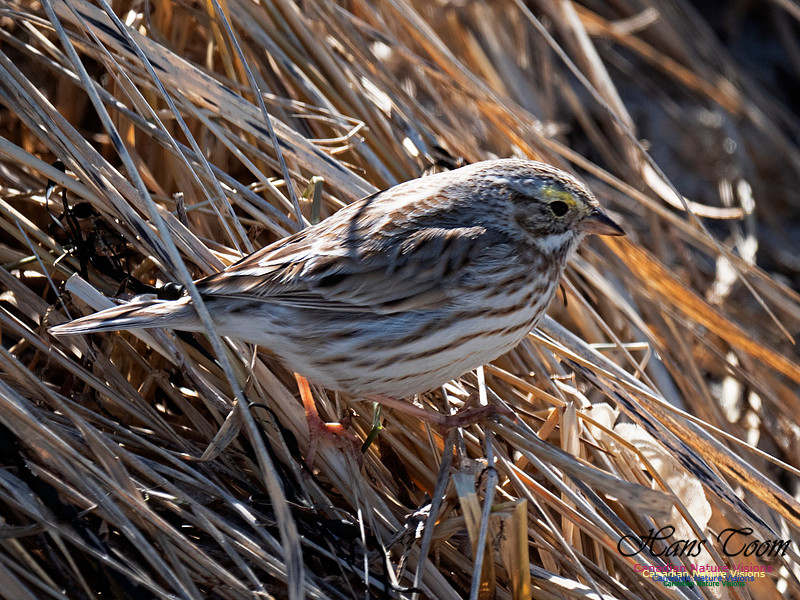 Ipswich Sparrow 2