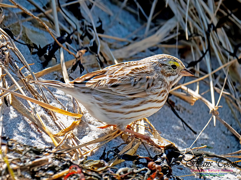 Ipswich Sparrow 4