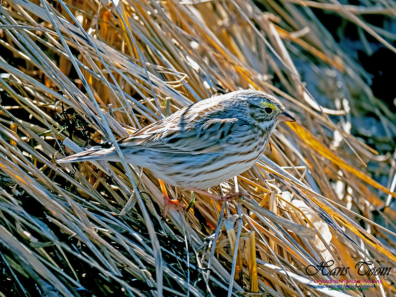 Ipswich Sparrow 5