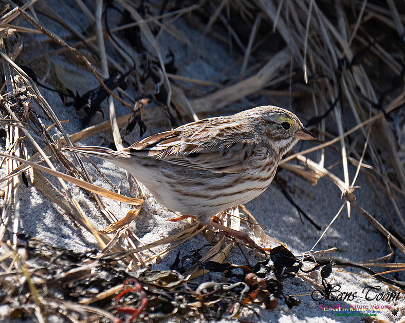 Ipswich Sparrow 1