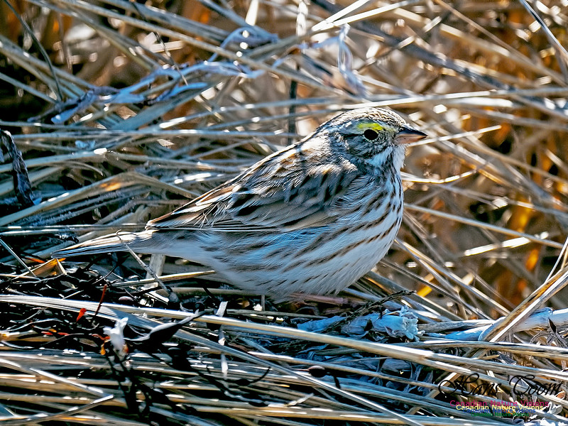 Ipswich Sparrow 6