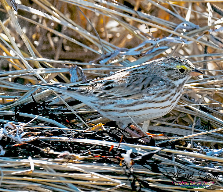 Ipswich Sparrow 7