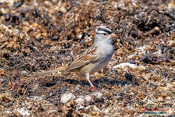White-crowned Sparrow 303