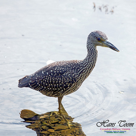 Yellow-crowned Night Heron 15