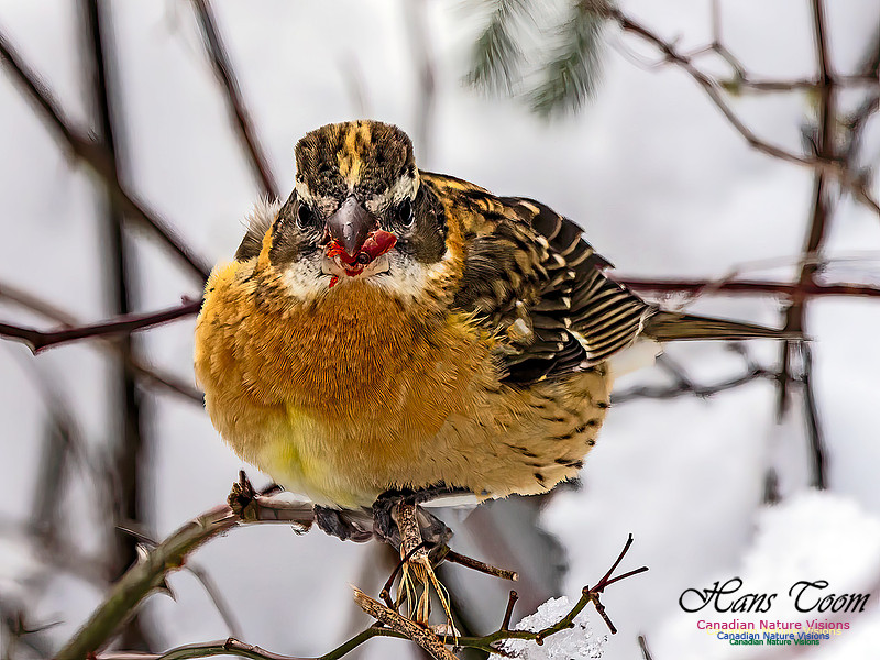 Black-headed Grosbeak 104