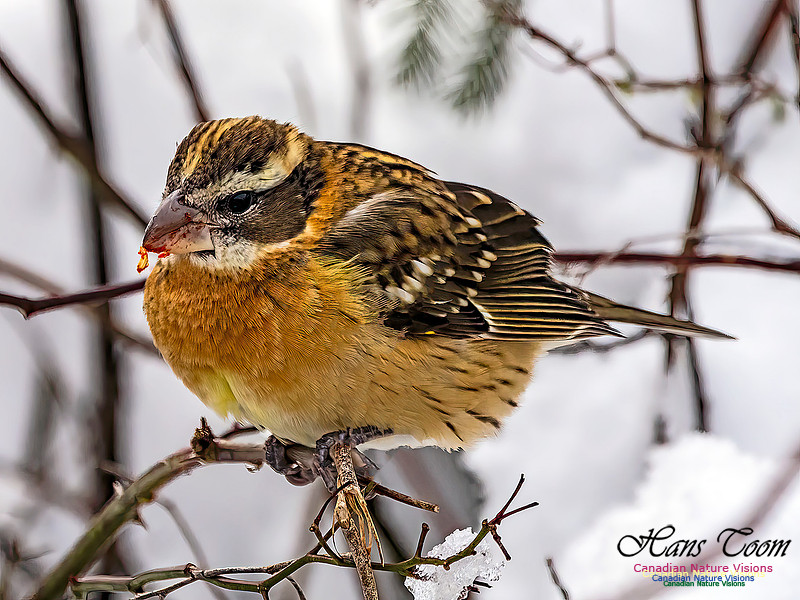 Black-headed Grosbeak 102