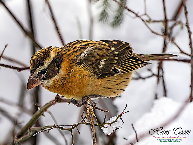 Black-headed Grosbeak 103