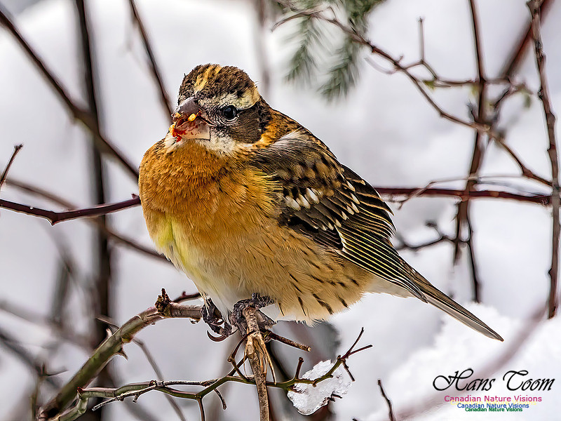 Black-headed Grosbeak 101