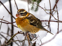 Black-headed Grosbeak