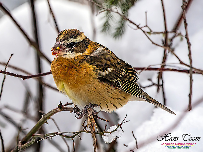 Black-headed Grosbeak 100