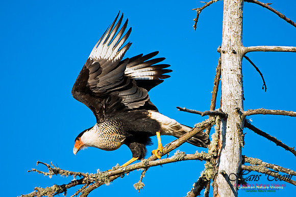 Crested Caracara