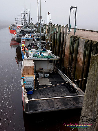 Advocate Dock Low Tide 100