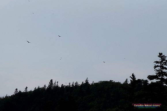 Nine Turkey Vultures 100
